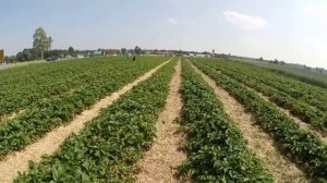 Клубника в Германии сбор урожая на поле