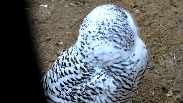 Белая сова ( ч.1). 24.10.21 г. смотреть онлайн