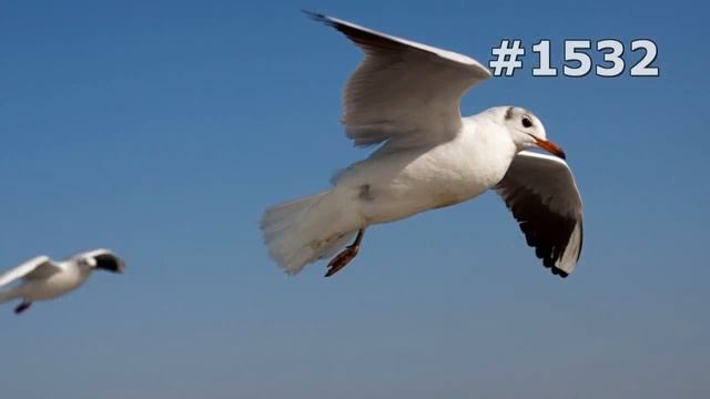 #1532. Чайки, бакланы и крачки (В мире животных) смотреть онлайн
