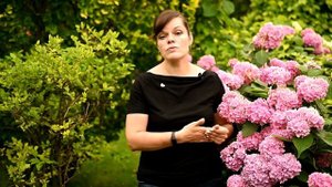 Шикарная гортензия крупнолистная в Подмосковье / Секреты выращивания и ухода