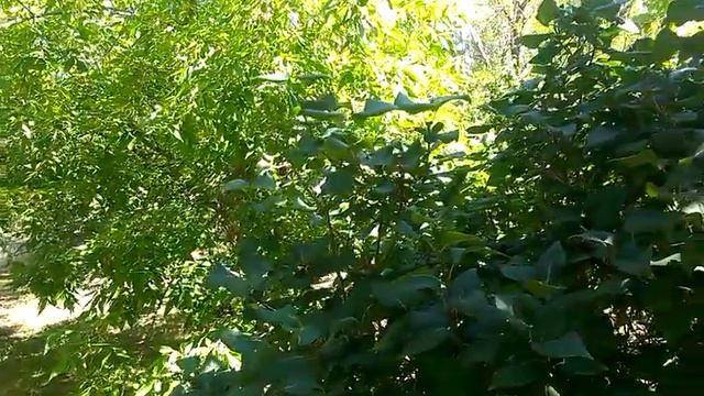 Есть такое мнение ,что у молодоженов должно быть ... смотреть онлайн