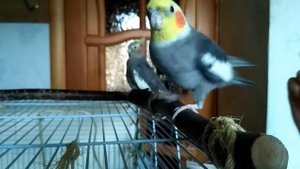 Дрессировка корелл, попугаи выполняют команды ?