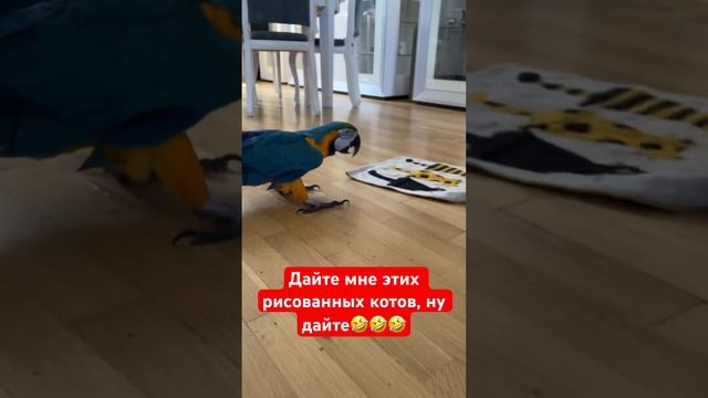 Нападение попугая ары на рисованных котов. #macaw #animal #parrot #bird #funny