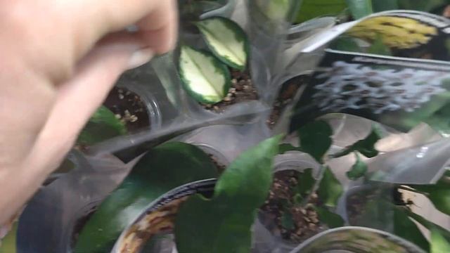 Выставка комнатных растений .Много положительных эмоций получаю на выставке.