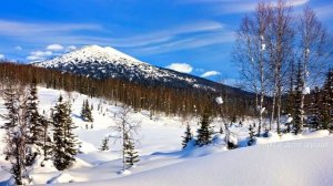 Охотник спас волчонка в тайге А через несколько лет Волчица спасла охотника