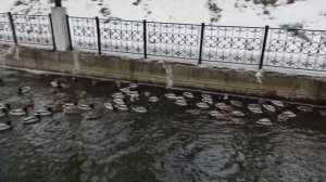 Утки на пруду зима  -20 градусов замерзают, как спасти уток? Ducks  winter -20 degrees freeze