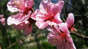 Киностудия - Пробуждение Г. Форе