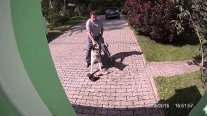 Восточно-европейская овчарка, занятия на охрану. 2