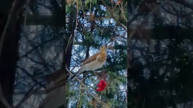 ДИВНЫЙ САД МАТРОНУШКИ В ДЕНЬ ЕЕ ПАМЯТИ