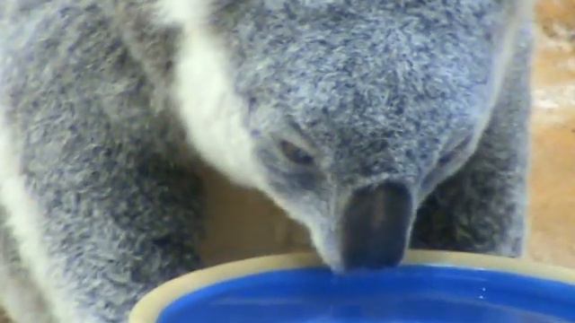 Шёнбрунн-Коалы смотреть онлайн