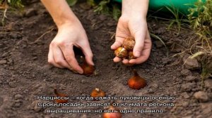 Разводим красавцы нарциссы — когда сажать луковицы осенью и почему именно сейчас