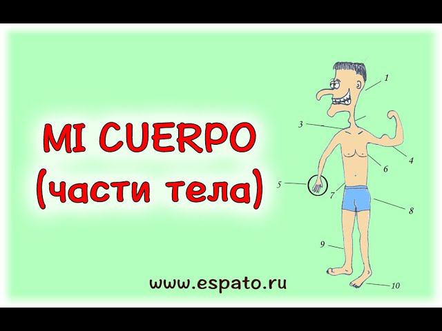 Испанский язык Урок 12 Части тела - partes del cuerpo №1 - части тела (www.espato.ru) смотреть онлайн