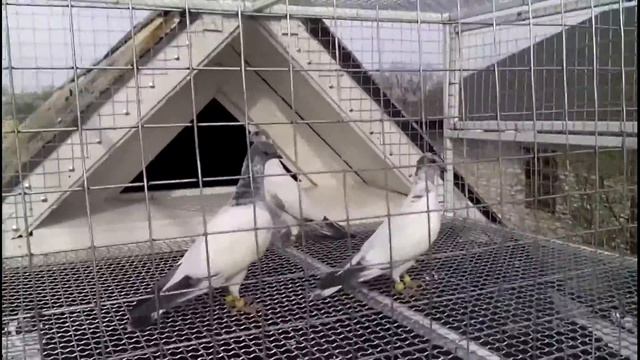 Будапештские высоколетные голуби молодежь 1 смотреть онлайн