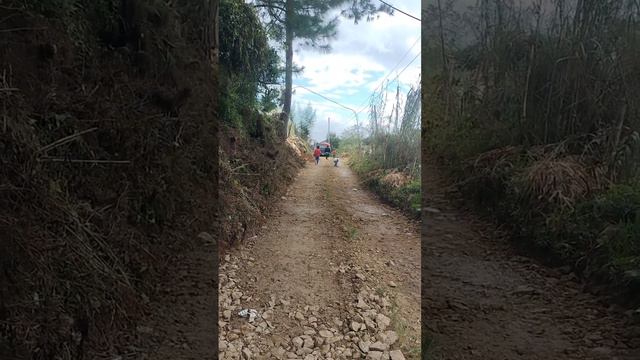 Planting White Anthuriums смотреть онлайн
