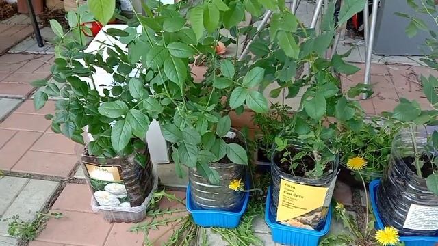 Перевезли на дачу часть роз, купленных зимой, для высадки в грунт смотреть онлайн