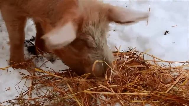 Хряк и солома смотреть онлайн