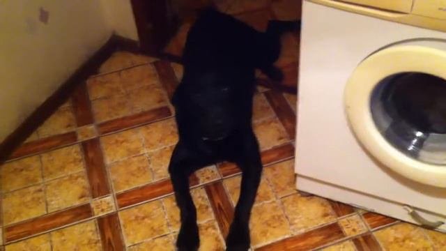 Говорящий лабрадор