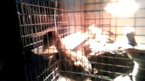 Как сделать брудер своими руками. Содержание цыплят индюшат цесарят перепелята.