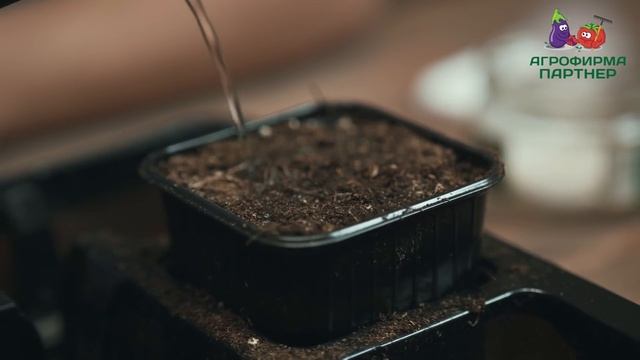 СЕКРЕТЫ КАЧЕСТВЕННОЙ РАССАДЫ БАКЛАЖАНОВ