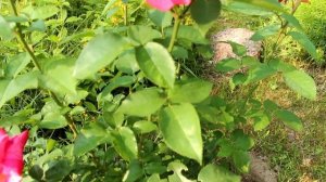 ПОДГОТОВКА РОЗ К ЗИМЕ: подкормка, обрезка, укрытие