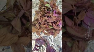 пересадка взрослой традесканции