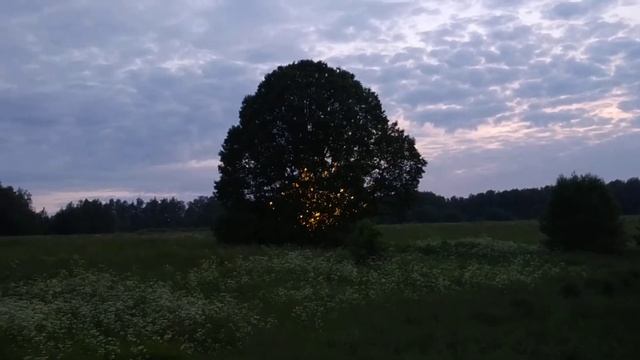 ✨? Волшебный дуб ?✨ смотреть онлайн