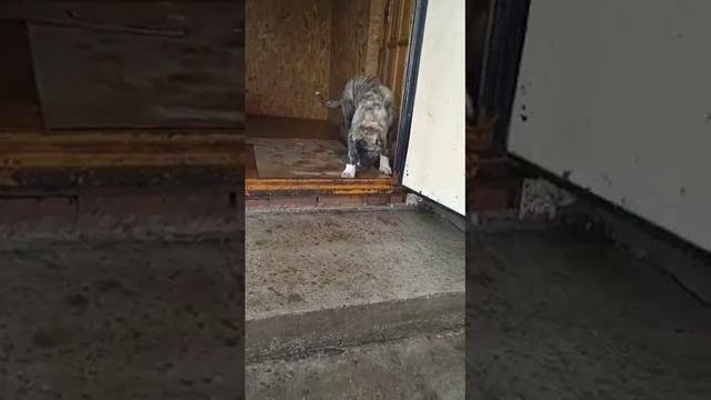 тиграш 4 месяца в г.Стерлитамак. #сао#алабай #среднеазиатскаяовчарка#волкодав смотреть онлайн