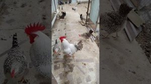 Маран черно медный. От чего зависит цвет яйца у этой породы?