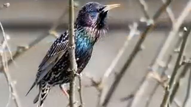 С чего начинается Родина (Марк Бернес) смотреть онлайн