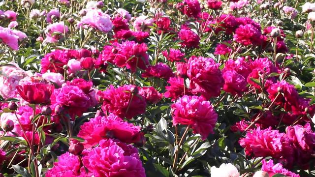 Shawnee Chief | R2 Flowers BV | Peonies смотреть онлайн