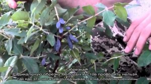 Жимолость «Фиалка» — особенности выращивания