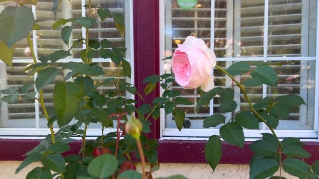 Olivia Rose Austin смотреть онлайн