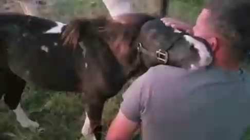 Обнимашки с жеребенком смотреть онлайн