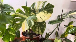 Уход за Вариегатными растениями