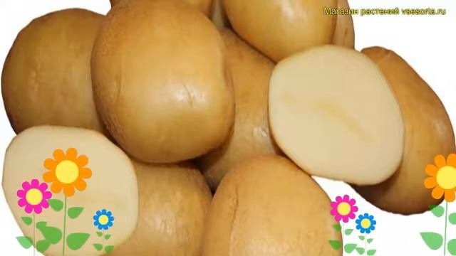 Картофель семенной. Краткий обзор, описание характеристик, где купить картофель Армада