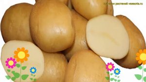 Картофель семенной. Краткий обзор, описание характеристик, где купить картофель Армада