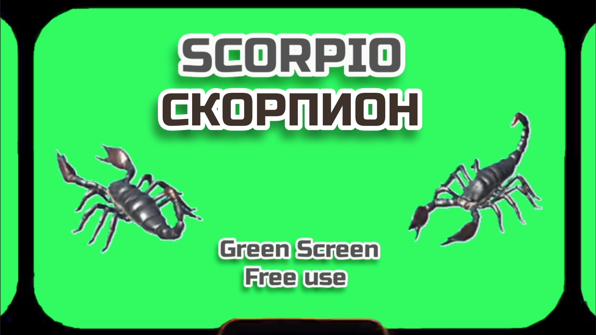 СКОРПИОН видео Green Screen футаж. ХРОМАКЕЙ АНИМАЦИЯ на зелёном фоне.