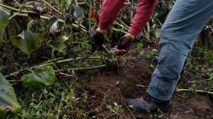 Como plantar batata YACON passo a passo