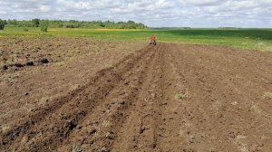 Нарезаем борозны на мотоблоке МТЗ-09Н с адаптером