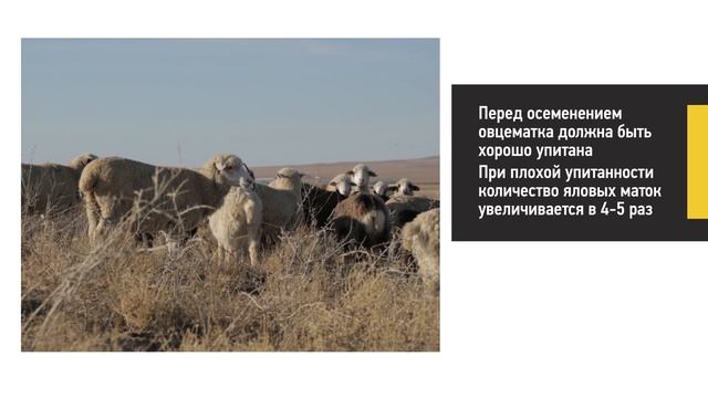 Зимнее содержание овец смотреть онлайн