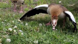 Нильские гуси