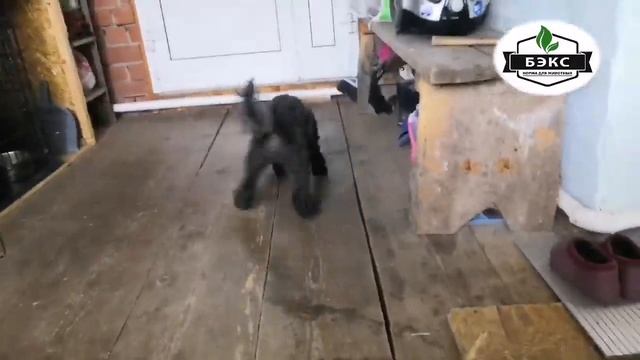 АПОРТ. принцип взаимодействия. Исправляем ошибки. смотреть онлайн