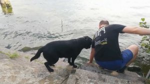 Лабрадор водоплавающий