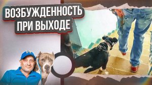 Лай и вой при выходе на прогулку(фокстерьер)