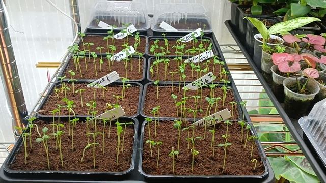 проращивам семена папайи смотреть онлайн