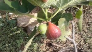 Инжир Чёрный Сан Педро.