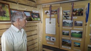 40 лет возрождению Вятской породы лошадей