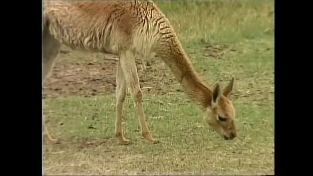 ЛАМЫ - Горные верблюды смотреть онлайн