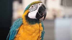 Дикие Животные в формате Видео 4к под Приятную Музыку