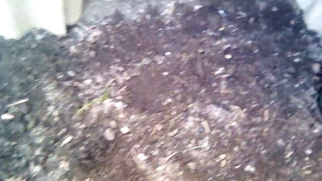 Пролески \ посев \ обзор смотреть онлайн